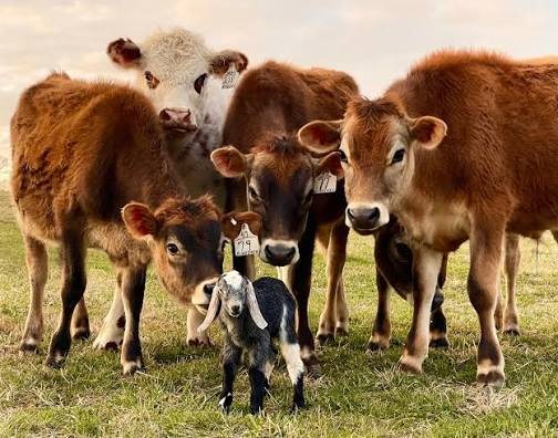the calves