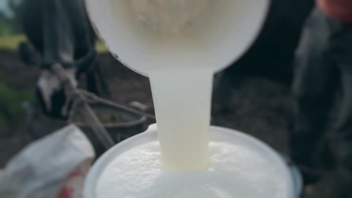 Fresh milk pouring into a pail