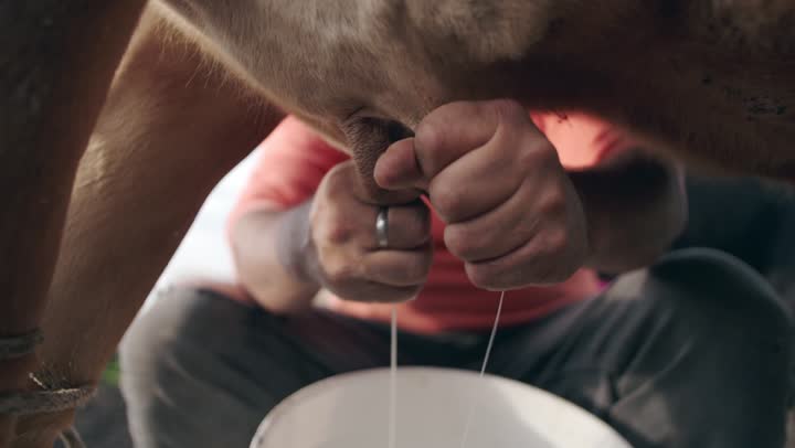 Hands milking a cow